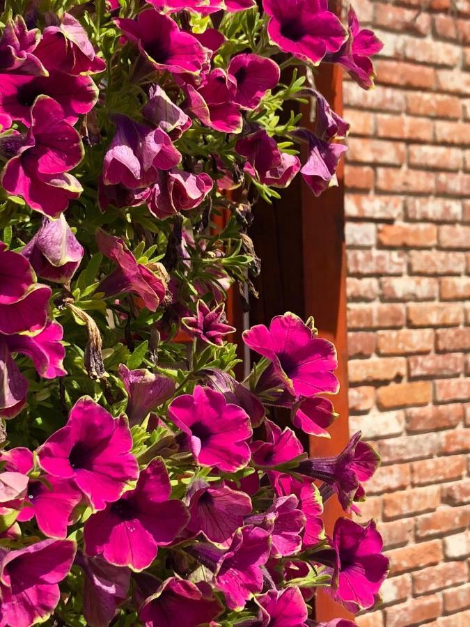 Janicsar Garden Апартаменты *